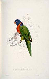 Trichoglossus rubritorquis Scarlet